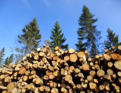 В Тоншаевском районе предприниматель и вальщики леса признаны виновными в незаконной рубке леса на сумму свыше 5 миллионов рублей